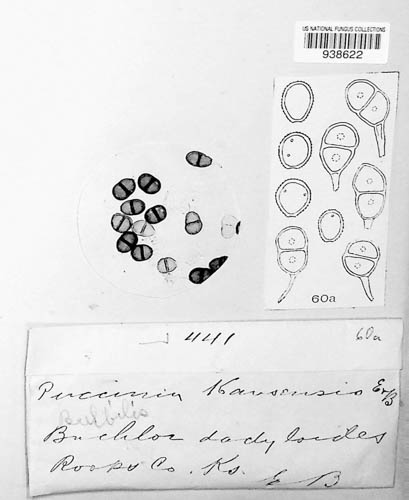 Puccinia kansensis image